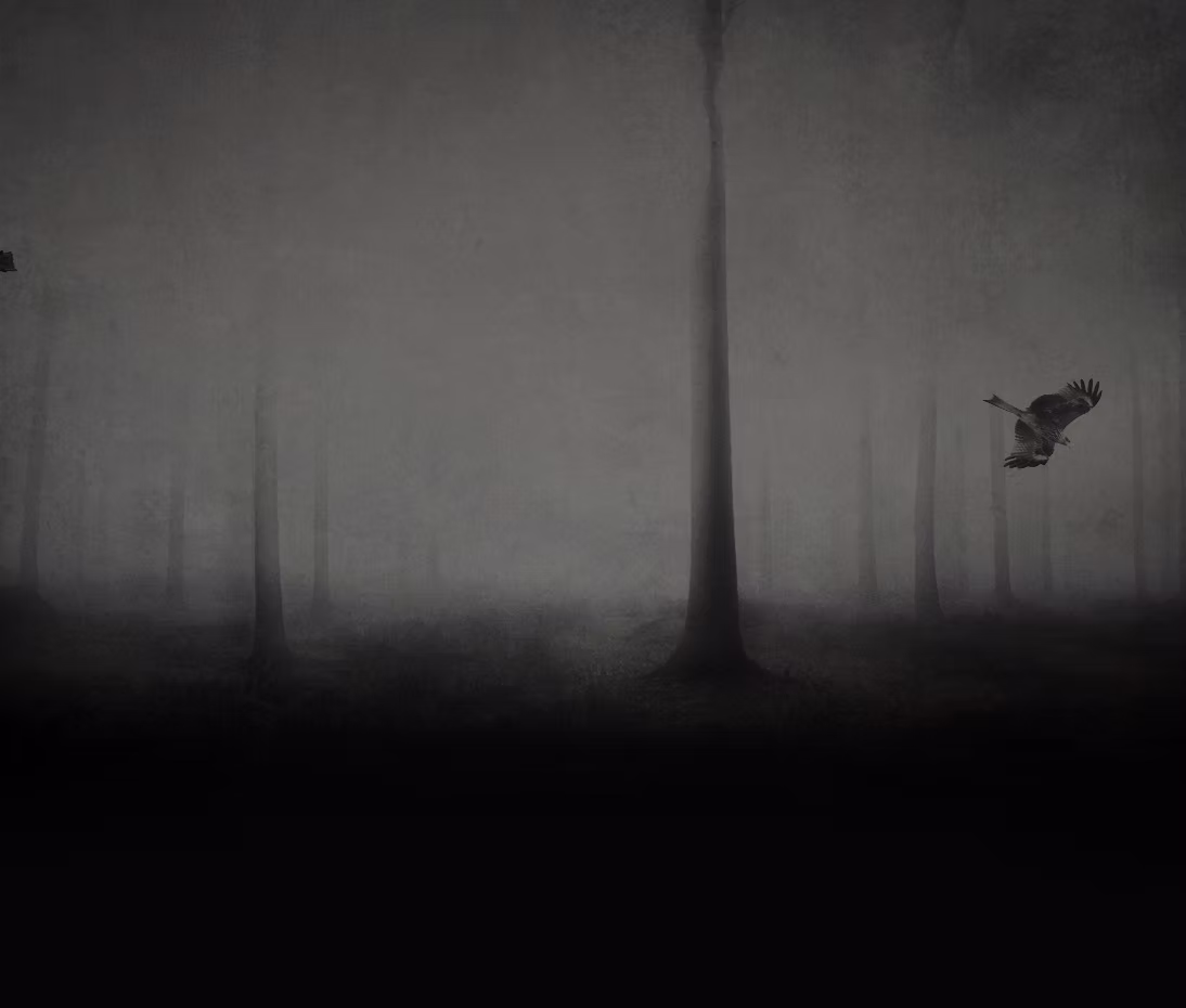 Dark foggy forest with birds